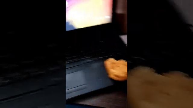 Собака-попрошайка смотреть онлайн