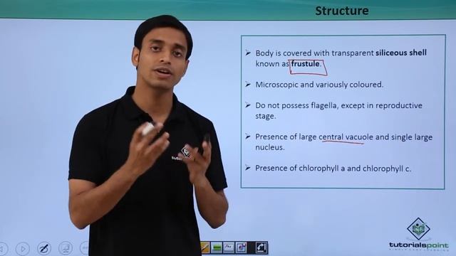 Class 11th – Photosynthetic Protists – Chrysophytes | Biological Classification | Tutorials Point смотреть онлайн