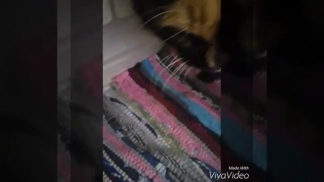 Кото☆☆----строфа! смотреть онлайн