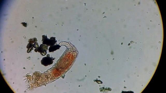 Microcosmos: Rotifera смотреть онлайн
