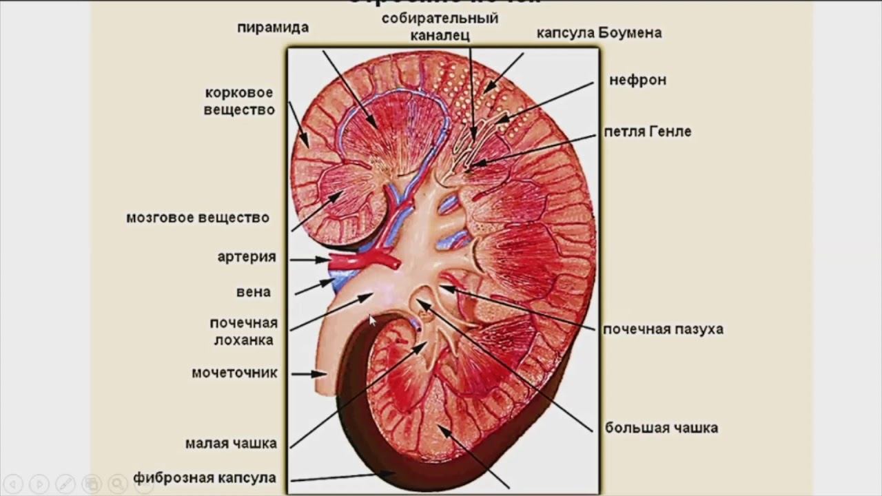 1.9. Мочевыделительная системв смотреть онлайн