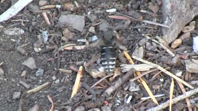 Insects, Bugs, Butterfly, Beetle, Fauna Animals Part 9 of 26 Nature Ecosystem of Western N смотреть онлайн