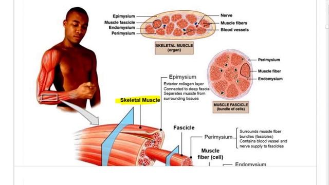Muscle Tissue & physiology смотреть онлайн