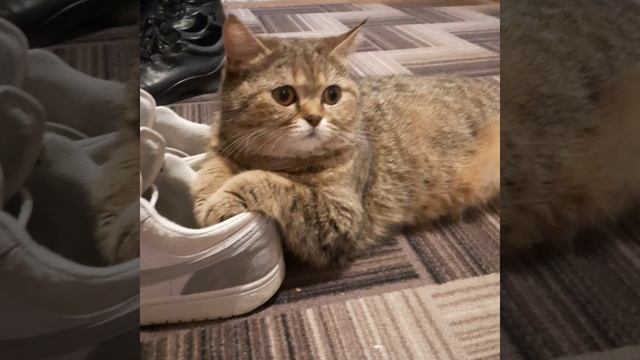 Муся скоро родит