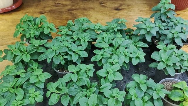 Петуния. Чем удобрить для хорошего роста и развития. Как сохранить и размножить петунию зимой. смотреть онлайн