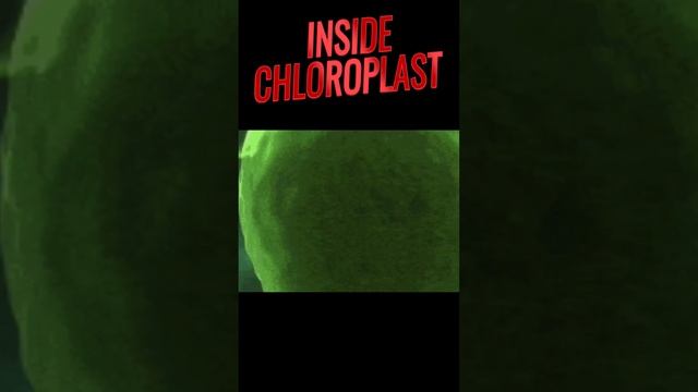 Chloroplast structure | Inside a leaf #biology #ncert #anatomy #morphology #chloroplast #chlorophyl смотреть онлайн