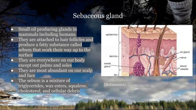 Skin Epidermis Presentation смотреть онлайн