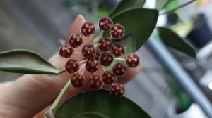 Hoya sp. Tsangii var DS -70