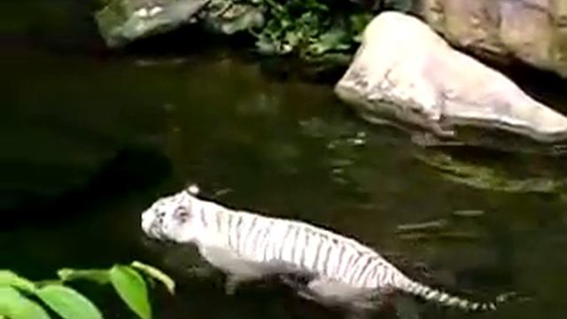 tigr_albinos смотреть онлайн