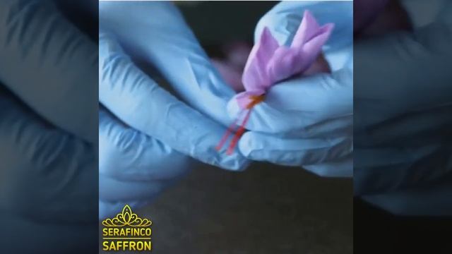 This is the stigma of saffron, the most expensive spice in the world_ Serafinco Singapore saffron смотреть онлайн