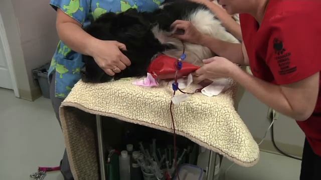 Kingston Dog Blood Donor Clinics смотреть онлайн