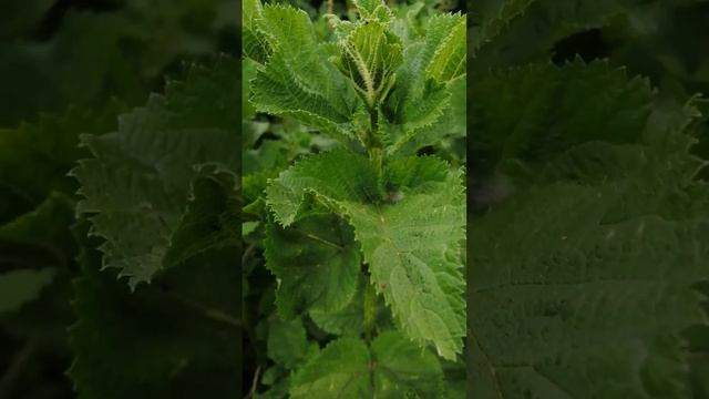 Stinging Nettle - Urtica massaica.It is edible, and has medicinal value. смотреть онлайн