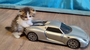 КОТЯТА. 60 минут с котятами. Подборка смешных моментов. БЕЛКА 2024