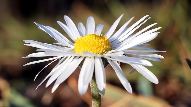 Счастье - это когда нас любят смотреть онлайн
