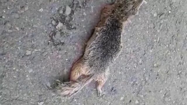 (karantin)da xor bo'lgan olmahon 😭😵😱 смотреть онлайн