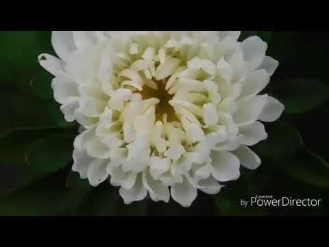 Прекрасные цветы из Осы смотреть онлайн