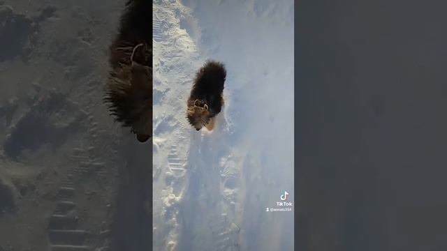 индиго лео. китайская хохлатая смотреть онлайн