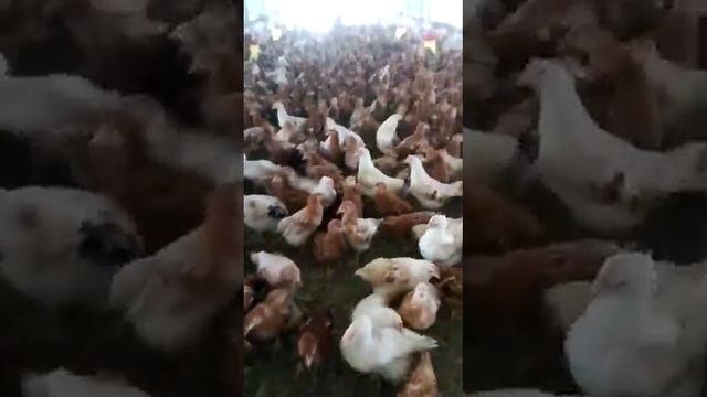 Куры несушки Ломан Браун смотреть онлайн