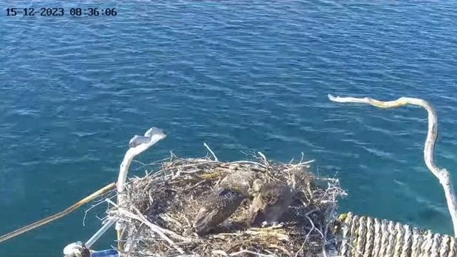 Port Lincoln Osprey 15 12 2023 1 ~ Tata Z Ryba Mama Karmi