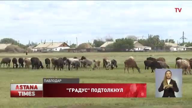 Мужчина спьяну угнал чужих овец в Павлодарской области смотреть онлайн