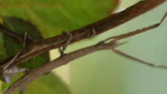 Bacillus sp смотреть онлайн