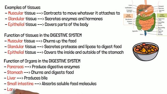 CELL ORGANISATION - Biology GCSE and iGCSE Exam Revision смотреть онлайн
