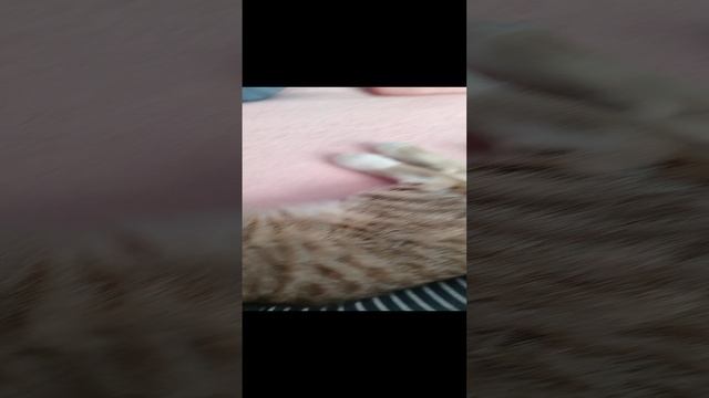 Коте котёнок смотреть онлайн