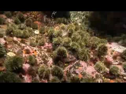 UAF - SFOS Aleutians Dive - Hydrothermal vents смотреть онлайн