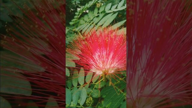 Beauty Flowers/world is a paradise/The Paradise/Flowerzz💐💐💐💐💐/Beautiful nature/Beautiful World смотреть онлайн