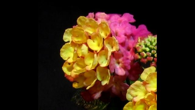 Lantana time-lapse смотреть онлайн