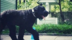 Зачетный русский чёрный терьер