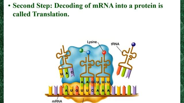 Protein Synthesis смотреть онлайн