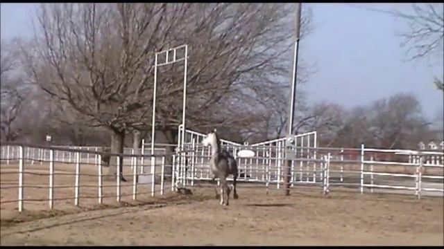 Kwiksand 2010 Arabian Grey Mare смотреть онлайн