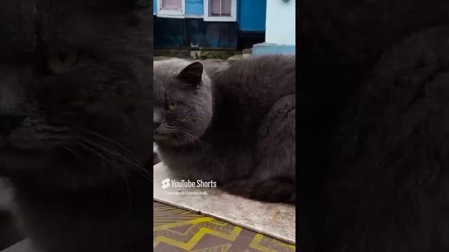 Кузя Где ты был смотреть онлайн