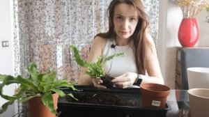 ПАПОРОТНИКИ асплениум криспи вейв и микросорум крокодил. Разговорная пересадка.