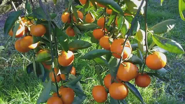 Мандариновая красота смотреть онлайн