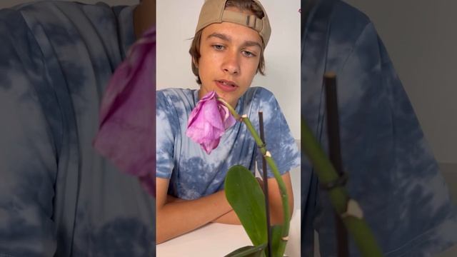 РЕЗУЛЬТАТ ОПЫЛЕНИЯ ОРХИДЕИ🌸🌿 смотреть онлайн
