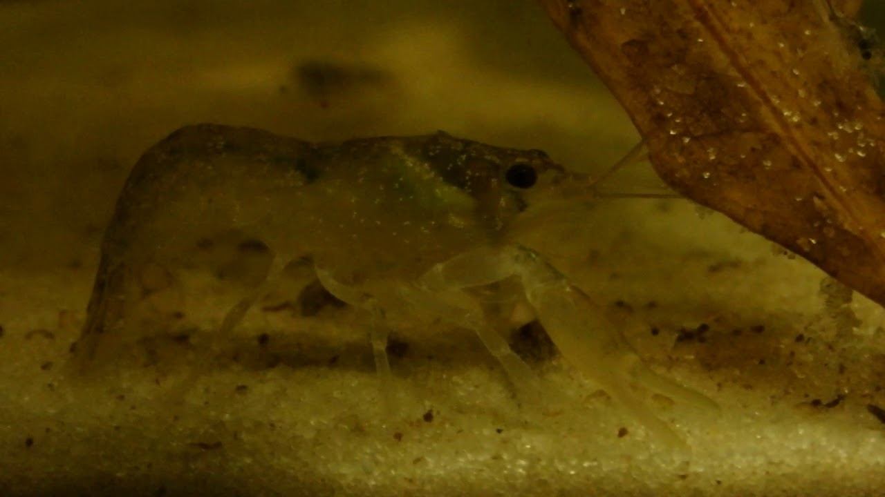 Карликовый техасский рак (Cambarellus texanus) - 9 смотреть онлайн
