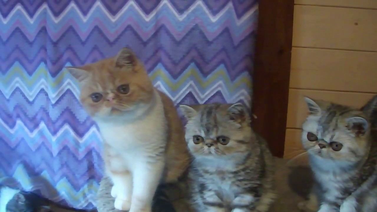 Котики Экзотики смотреть онлайн