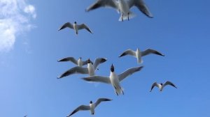 ХАЛИКОПТЕР