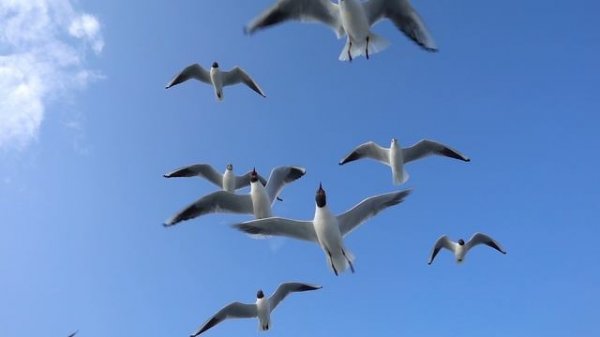 ХАЛИКОПТЕР