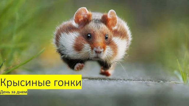 Хочешь заработать деньги головой? смотреть онлайн