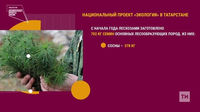В 2021 году по нацпроекту «Экология» в Татарстане посажены леса на площади 1400 га смотреть онлайн