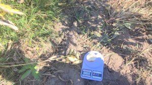 Груша Микола Крюгер. Сигнальні плоди.