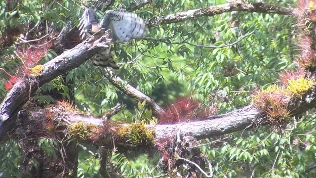 Spizaetus ornatus смотреть онлайн
