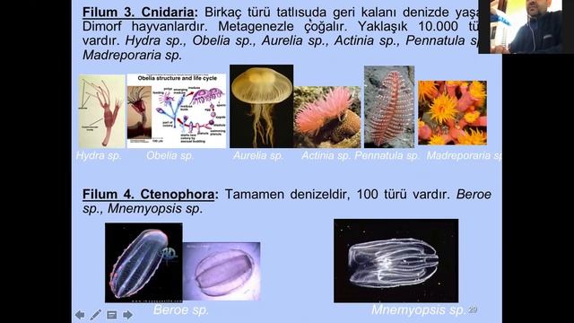 Deniz Biyolojik Çeşitliliği смотреть онлайн