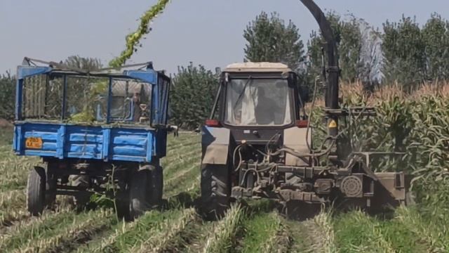 Маккажўхори силос қилувчи 2қаторли техника CELIKEL CHALLENGER II смотреть онлайн