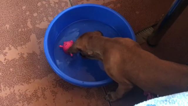 положила игрушки в таз с водой чтобы щенок познакомился с водой смотреть онлайн
