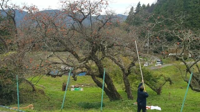 1）柿酢をｺﾞｰﾙﾃﾞﾝﾚﾄﾘﾊﾞｰと漬け込み　11月14日 смотреть онлайн