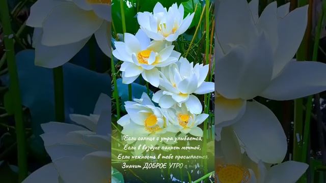 Значит доброе утро с тобой смотреть онлайн